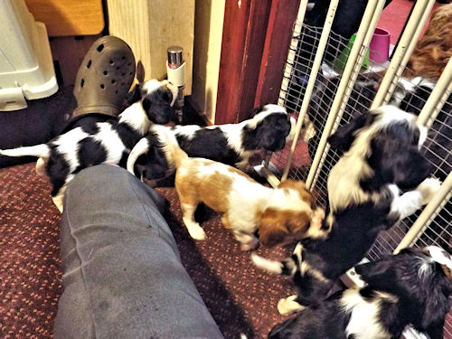 Willow2_Kingsley_Mabel_Dolly_Molly-Feed Time.jpg